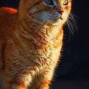 Zigzag a rejoint le concours — aidez-le/la à gagner de superbes lots ! alert, animal, cat, close_up, curious, cute, domestic_animal, feline, fluffy, fur, ginger_cat, green_eyes, mammal, nature, outdoor, pet, portrait, shadow, sunlight, whiskers