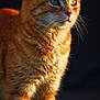 alert, animal, cat, close_up, curious, cute, domestic_animal, feline, fluffy, fur, ginger_cat, green_eyes, mammal, nature, outdoor, pet, portrait, shadow, sunlight, whiskers