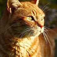 Zigzag a rejoint le concours — aidez-le/la à gagner de superbes lots ! cat, ginger_cat, close_up, fur, whiskers, ears, outdoor, sunlight, nature, animal, pet, portrait, feline, mammal, eyes, profile, daylight, soft_light, calm, curious