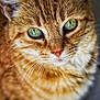 Zigzag a rejoint le concours — aidez-le/la à gagner de superbes lots ! animal, blurred_background, cat, close_up, cute, domestic_cat, face, feline, focus, fur, ginger_cat, green_eyes, indoor, looking_up, mammal, pet, portrait, soft_light, tabby, whiskers