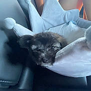 Mona joined the competition — help win amazing prizes! puppy, dog, pet, crown_bed, plush, soft_toy, cute, sleepy, indoor, cozy, small_dog, furry, animal, resting, black_fur, adorable, home, comfort, cushion, seat