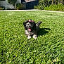 Mona is registered to the contest to win money with this photo: puppy, dog, grass, outdoor, sunlight, greenery, bow, pet, happy, tongue_out, fur, small_dog, yard, nature, playful, cute, animal, summer, home, shadows
