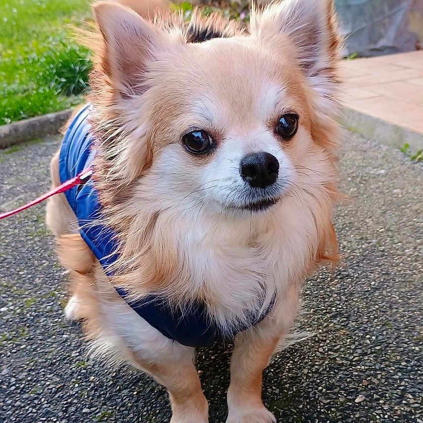 Lucky participe au concours pour gagner de l'argent avec cette photo : dog, small_dog, fluffy, pet, blue_jacket, outdoor, garden, gravel_path, animal, cute, leash, canine, walking, fur, ears, paws, nature, daylight, alert, portrait