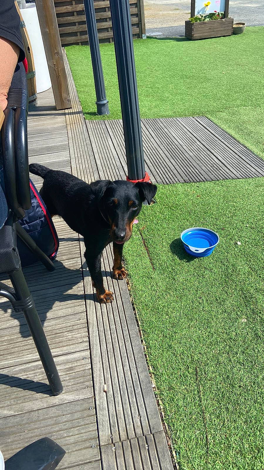 Kali a rejoint le concours — aidez-le/la à gagner de superbes lots ! canidae, carnivore, chair, collar, companion_dog, dog, dog_breed, dog_collar, dog_supply, fashion_accessory, flooring, fun, grass, leash, leisure, pet_supply, plant, sporting_group, tail, working_animal