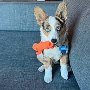 Milo joined the competition — help win amazing prizes! puppy, dog, blue_eyes, toy, orange_toy, fish_toy, couch, gray_couch, pet, collar, dog_tag, indoor, cute, sitting, fur, ears, nose, front_paws, alert, playful