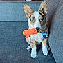 puppy, dog, blue_eyes, toy, orange_toy, fish_toy, couch, gray_couch, pet, collar, dog_tag, indoor, cute, sitting, fur, ears, nose, front_paws, alert, playful