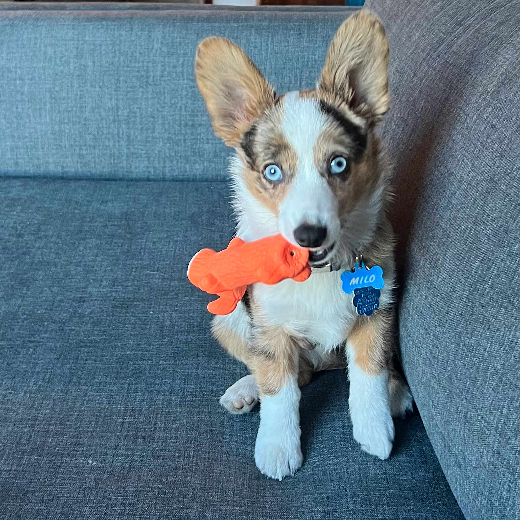 Milo joined the competition — help win amazing prizes! alert, blue_eyes, collar, couch, cute, dog, dog_tag, ears, fish_toy, front_paws, fur, gray_couch, indoor, nose, orange_toy, pet, playful, puppy, sitting, toy