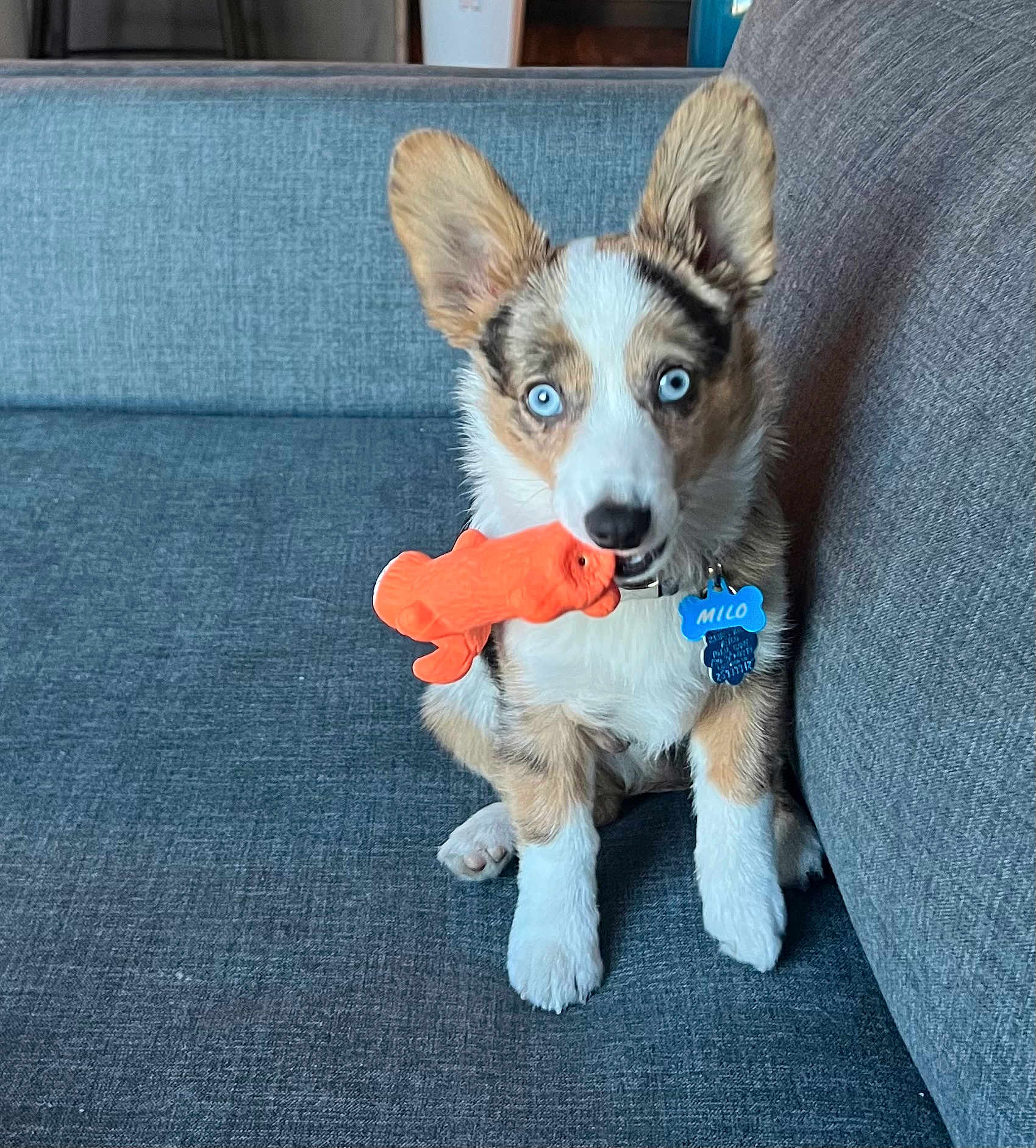 Milo