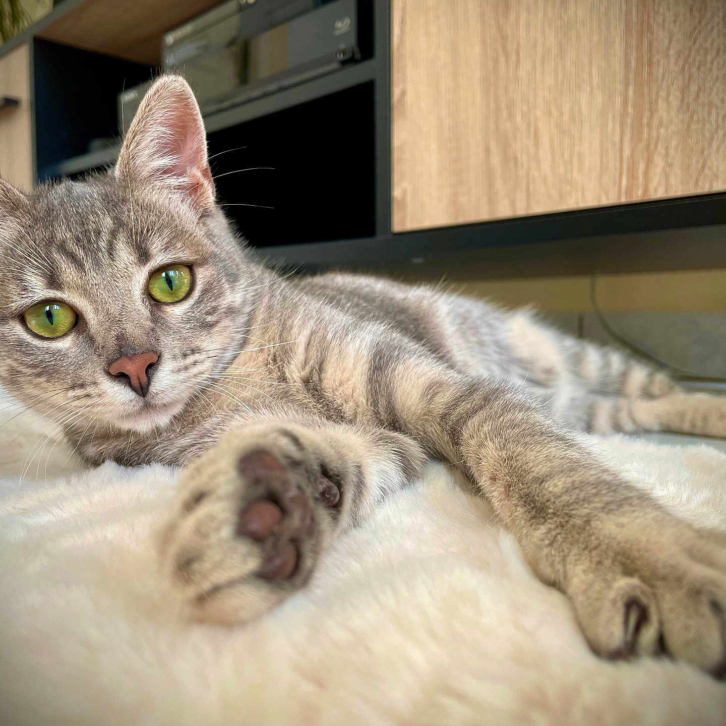 Elune a rejoint le concours — aidez-le/la à gagner de superbes lots ! abyssinian, animal, blanket, canine, cat, computerhardware, dog, drawer, electronics, furniture, hardware, hardwood, indoors, kitten, manx, monitor, pet, screen, tv, wood