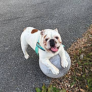 Bellableu joined the competition — help win amazing prizes! animal, asphalt, ball, brown_spots, bulldog, closeup, daylight, dog, grass, happy, harness, leaf, nature, outdoor, pet, plant, playful, smiling, tongue_out, white_dog