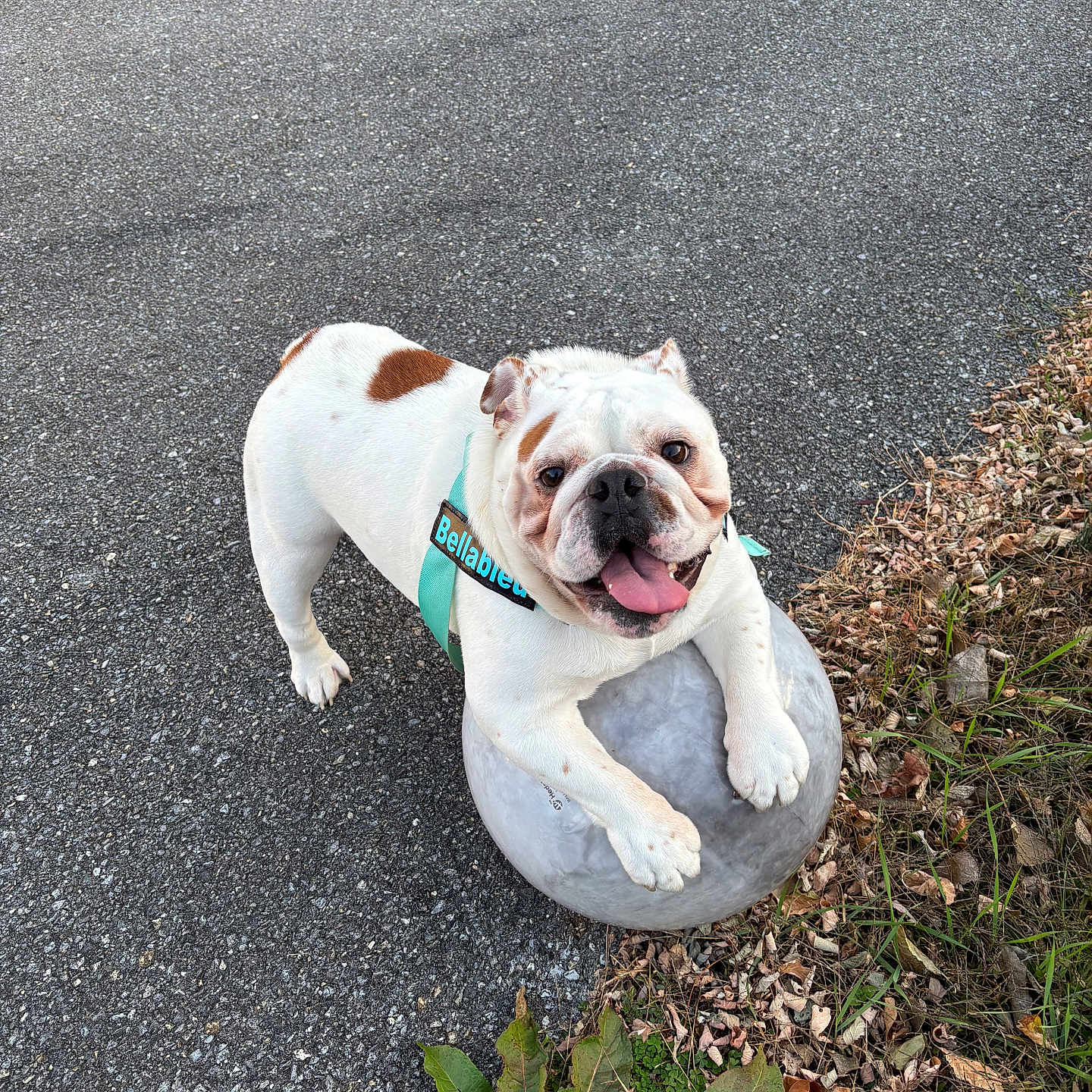 Bellableu joined the competition — help win amazing prizes! animal, asphalt, ball, brown_spots, bulldog, closeup, daylight, dog, grass, happy, harness, leaf, nature, outdoor, pet, plant, playful, smiling, tongue_out, white_dog