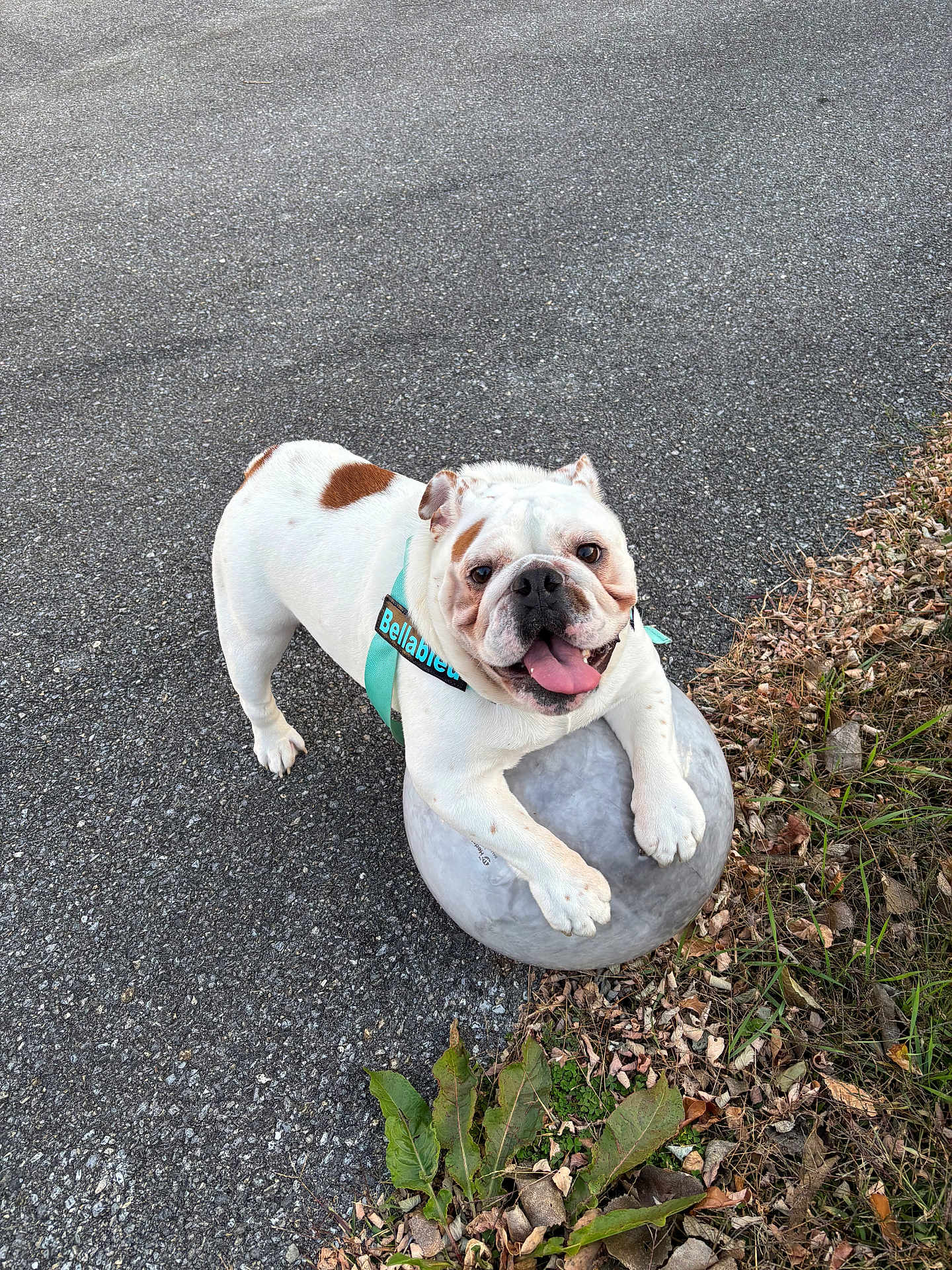 Bellableu joined the competition — help win amazing prizes! animal, asphalt, ball, brown_spots, bulldog, closeup, daylight, dog, grass, happy, harness, leaf, nature, outdoor, pet, plant, playful, smiling, tongue_out, white_dog