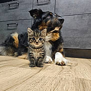 Moka a rejoint le concours — aidez-le/la à gagner de superbes lots ! animal, cabinet, canine, cat, cockerspaniel, couch, dog, drawer, furniture, germanshepherd, hardwood, indoors, interiordesign, kitten, manx, pet, plywood, puppy, stainedwood, wood