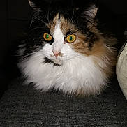 Mirabelle a rejoint le concours — aidez-le/la à gagner de superbes lots ! aegean_cat, cat, cat_like_mammal, domestic_long_haired_cat, domestic_short_haired_cat, eye, fauna, fur, kitten, mammal, norwegian_forest_cat, small_to_medium_sized_cats, snout, whiskers