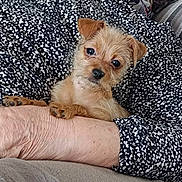 Uzzy a rejoint le concours — aidez-le/la à gagner de superbes lots ! affection, animal, arm, black_and_white, close_up, couch, cozy, cute, dog, furry, hand, indoor, looking_at_camera, patterned_clothing, person, pet, puppy, resting, scruffy, small_dog