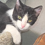 Harley joined the competition — help win amazing prizes! cat, black_and_white, green_eyes, paw, lounging, indoor, furniture, wood, curious, pet, animal, texture, cozy, closeup, whiskers, face, ear, fur, domestic_cat, resting
