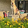 dog, german_shepherd, porch, flowers, yellow_flowers, garden, outdoor, pet, sunlight, decor, butterfly_wind_chime, plant_pot, brick_wall, tail, happy, sitting, collar, nature, greenery, daylight