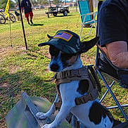Nacho joined the competition — help win amazing prizes! dog, pet, small_dog, hat, camouflage_hat, american_flag_patch, harness, outdoor, park, grass, person, man, chair, folding_chair, fence, bicycle, trailer, sunny, picnic, field