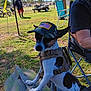 dog, pet, small_dog, hat, camouflage_hat, american_flag_patch, harness, outdoor, park, grass, person, man, chair, folding_chair, fence, bicycle, trailer, sunny, picnic, field
