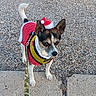 attentive, brown_black_white, closeup, costume, dog, ears, gravel, harness, holiday, leash, outdoor, pavement, pet, red_sweater, santa_hat, short_hair, sidewalk, small_dog, standing, tail