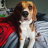 Gigi participe au concours pour gagner de l'argent avec cette photo : beagle, dog, pet, bed, blanket, indoor, animal, canine, fur, ears, snout, brown, white, black, looking, cute, companion, domestic, friendly, resting