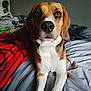 animal, beagle, bed, black, blanket, brown, canine, companion, cute, dog, domestic, ears, friendly, fur, indoor, looking, pet, resting, snout, white