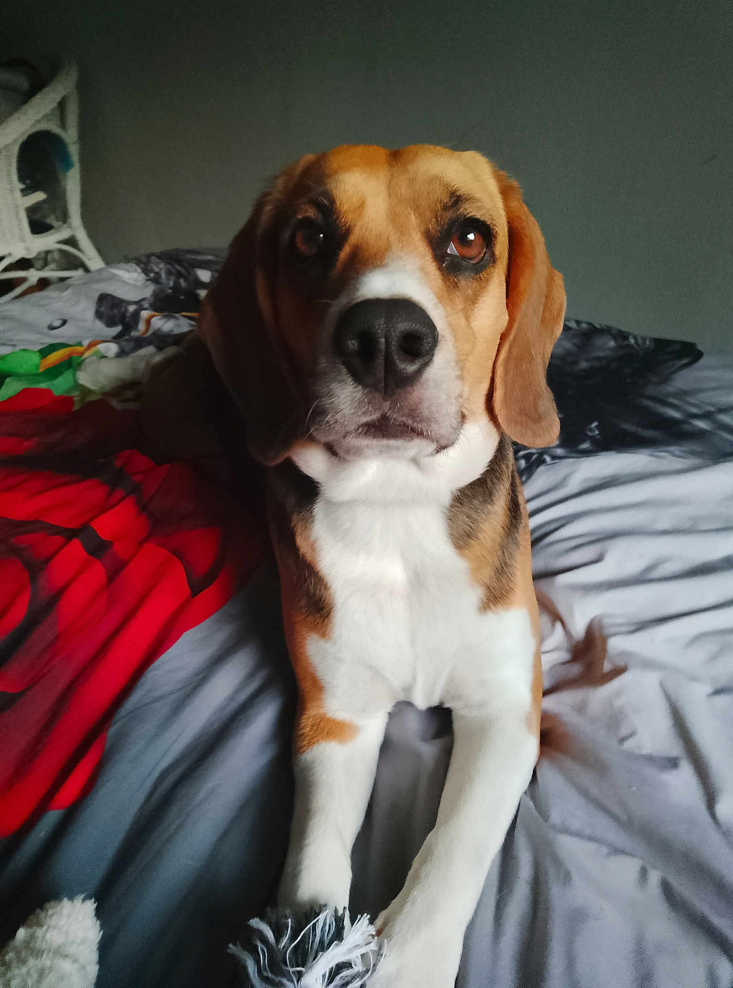Gigi participe au concours pour gagner de l'argent avec cette photo : beagle, dog, pet, bed, blanket, indoor, animal, canine, fur, ears, snout, brown, white, black, looking, cute, companion, domestic, friendly, resting