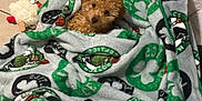 Teddy joined the competition — help win amazing prizes! dog, puppy, blanket, bed, toy, plush_toy, floor, tile_floor, indoor, brown_dog, curly_fur, cozy, snuggled, boston_celtics, sports_team, small_dog, pet, resting, cute, looking