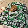 dog, puppy, blanket, bed, toy, plush_toy, floor, tile_floor, indoor, brown_dog, curly_fur, cozy, snuggled, boston_celtics, sports_team, small_dog, pet, resting, cute, looking