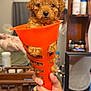 Teddy joined the competition — help win amazing prizes! puppy, dog, orange_cone, hand, curly_fur, indoor, mirror, dresser, reflection, person, wooden_furniture, brush, bottle, curtain, bed, blanket, cute, pet, holding, small_dog