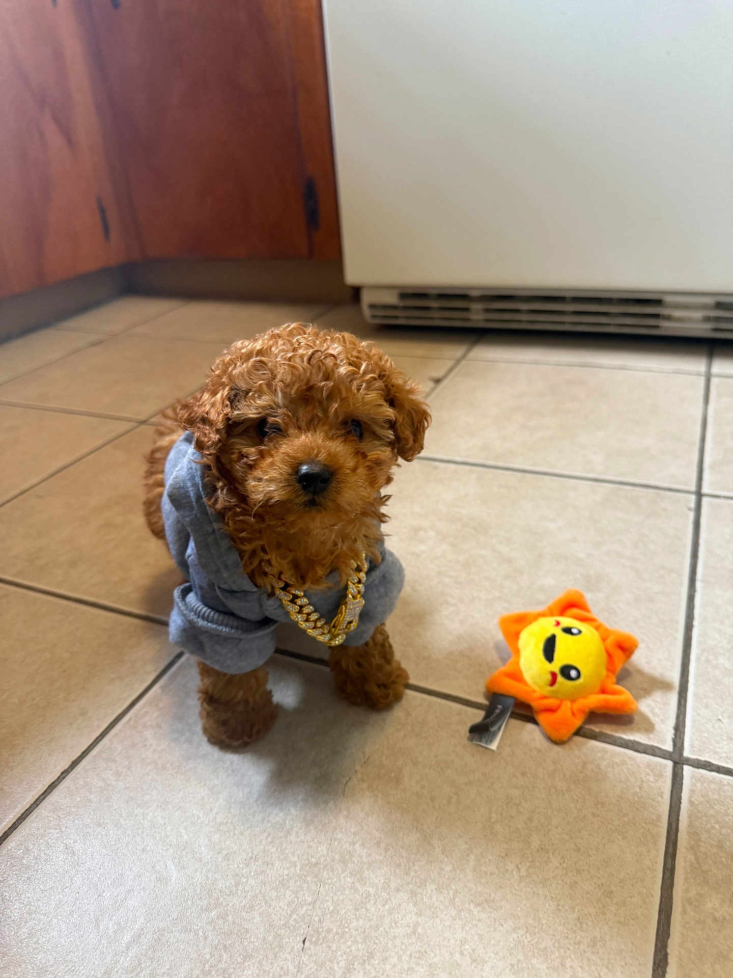 Teddy is registered to the contest to win money with this photo: puppy, dog, curly_hair, hoodie, gold_chain, toy, plush_toy, sun_toy, floor, tile_floor, indoor, cute, pet, accessory, brown_dog, small_dog, animal, domestic_animal, young_dog, playful
