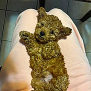 Teddy joined the competition — help win amazing prizes! puppy, dog, curly_fur, pet, lap, pink_clothing, indoor, tile_floor, wooden_chair, relaxed, cute, small_dog, fur, animal, companion, domestic, young_dog, resting, adorable, curled_paws