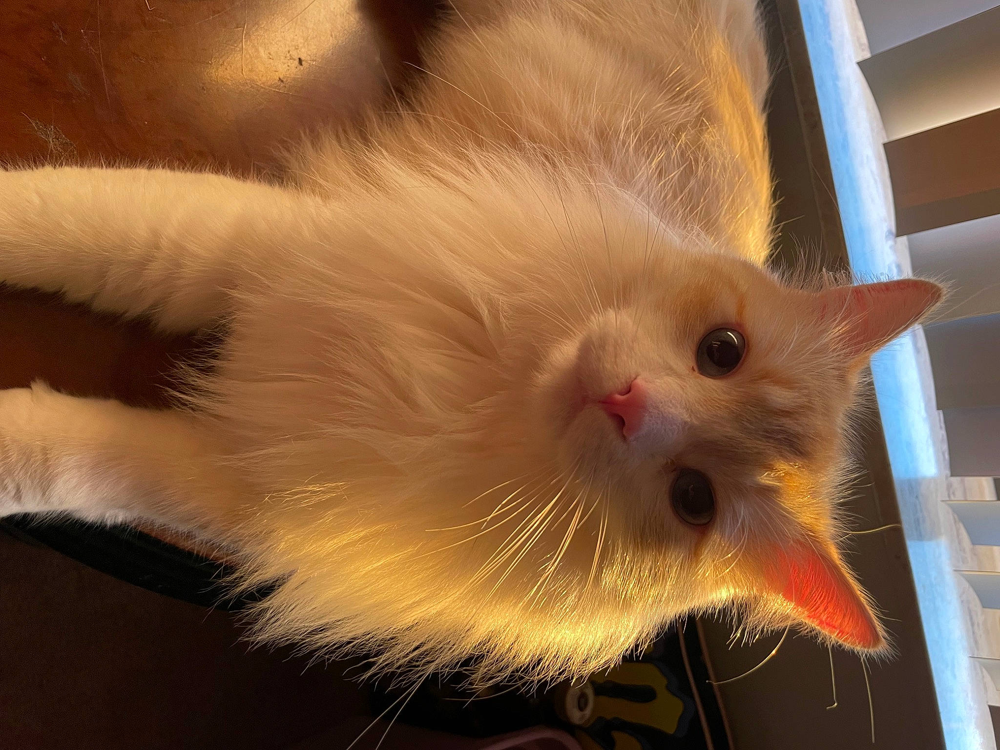 Ronnie is registered to the contest to win money with this photo: art, carnivore, cat, claw, domestic_short_haired_cat, eye, fawn, felidae, flooring, fur, head, iris, paw, small_to_medium_sized_cats, snout, tail, terrestrial_animal, whiskers, wood