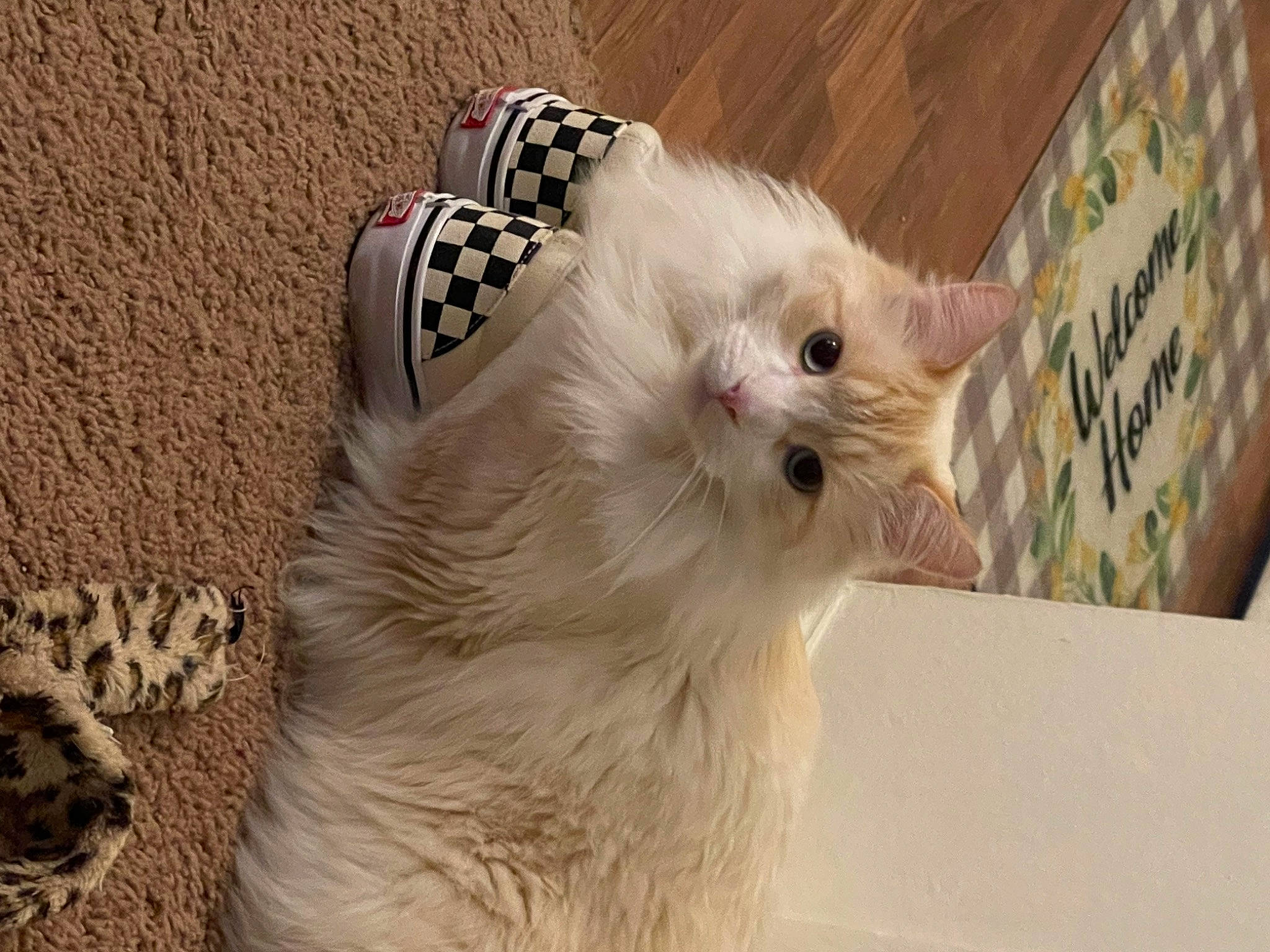 Ronnie is registered to the contest to win money with this photo: canidae, carnivore, cat, claw, companion_dog, dog_breed, felidae, fur, paw, small_to_medium_sized_cats, tail, whiskers, wood