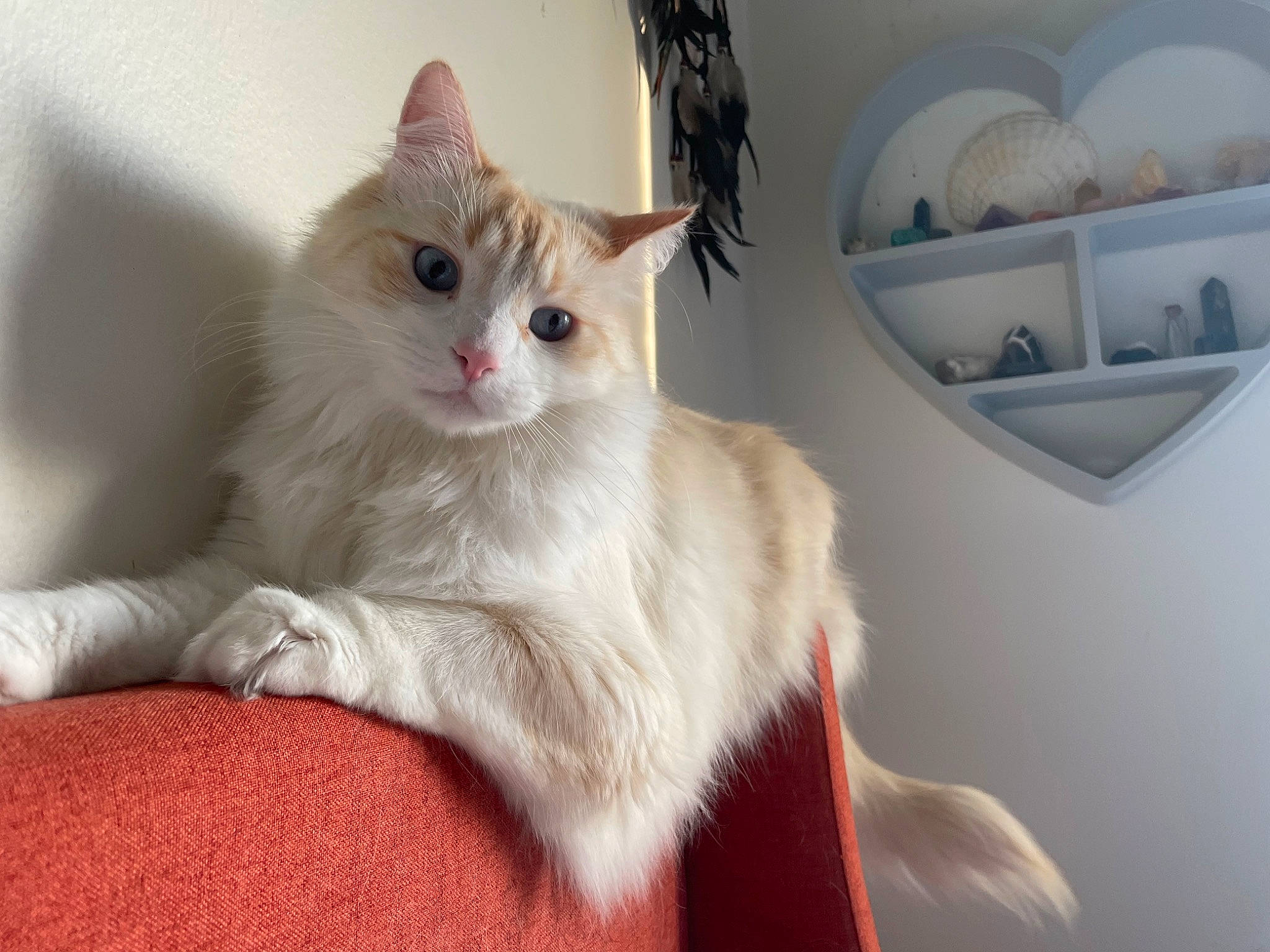 Ronnie is registered to the contest to win money with this photo: carnivore, cat, circle, claw, comfort, domestic_short_haired_cat, felidae, fur, paw, picture_frame, shelf, small_to_medium_sized_cats, snout, tail, whiskers, window