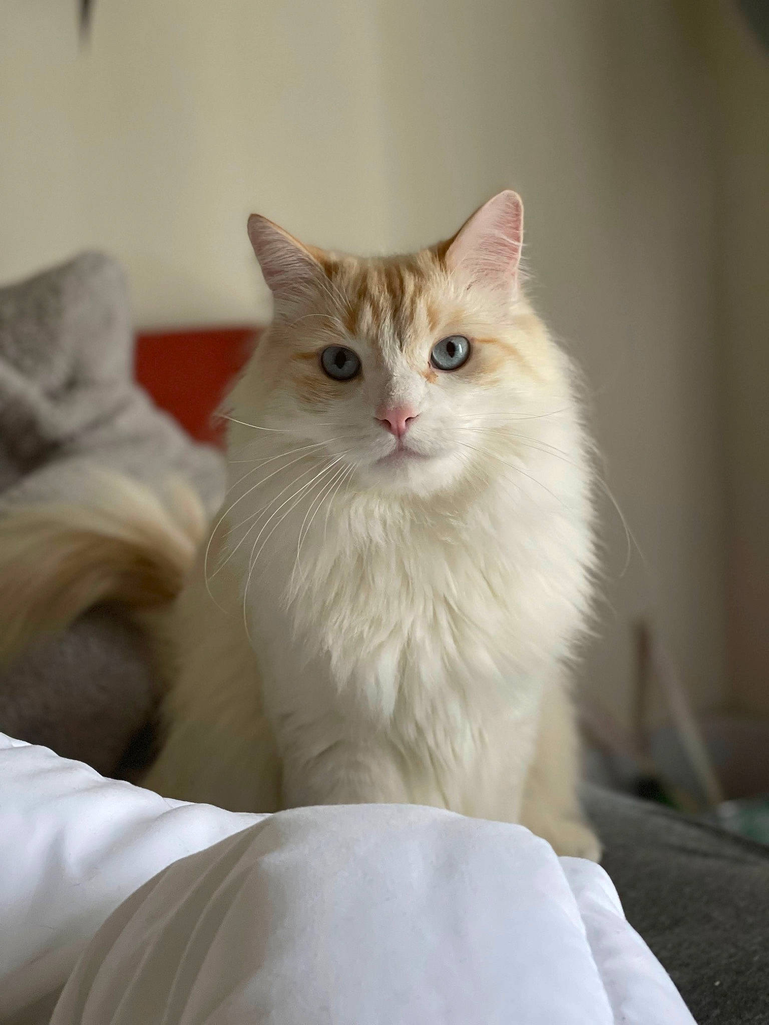 Ronnie joined the competition — help win amazing prizes! british_longhair, carnivore, cat, comfort, felidae, fur, paw, sitting, small_to_medium_sized_cats, terrestrial_animal, whiskers