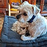 dog, small_dog, white_fur, pet, animal, sitting, dog_bed, gray_bed, wooden_table, living_room, television, cabinet, furniture, indoor, home, collar, tag, floppy_ears, groomed_fur, portrait