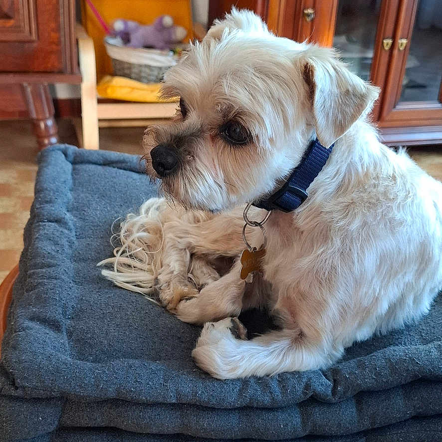 Nougat a rejoint le concours — aidez-le/la à gagner de superbes lots ! dog, small_dog, white_fur, pet, animal, sitting, dog_bed, gray_bed, wooden_table, living_room, television, cabinet, furniture, indoor, home, collar, tag, floppy_ears, groomed_fur, portrait