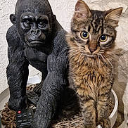 Chatouille a rejoint le concours — aidez-le/la à gagner de superbes lots ! cat, tabby_cat, statue, gorilla_statue, eyes, fur, whiskers, paws, ears, remote_control, wicker_basket, table, indoor, closeup, portrait, pet, curious, home_decor, textured_wall, figurine
