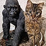 cat, tabby_cat, statue, gorilla_statue, eyes, fur, whiskers, paws, ears, remote_control, wicker_basket, table, indoor, closeup, portrait, pet, curious, home_decor, textured_wall, figurine