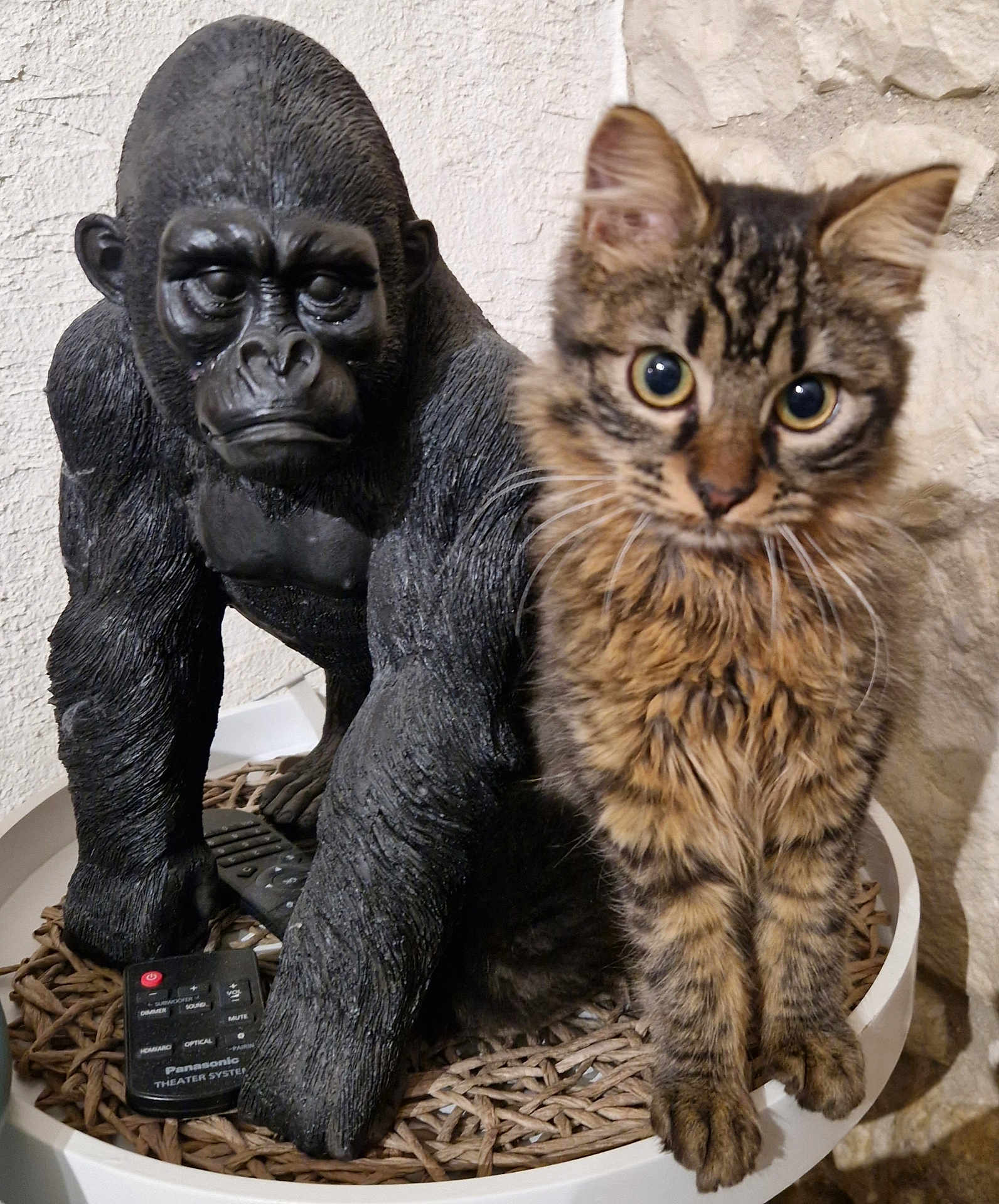Chatouille a rejoint le concours — aidez-le/la à gagner de superbes lots ! cat, tabby_cat, statue, gorilla_statue, eyes, fur, whiskers, paws, ears, remote_control, wicker_basket, table, indoor, closeup, portrait, pet, curious, home_decor, textured_wall, figurine