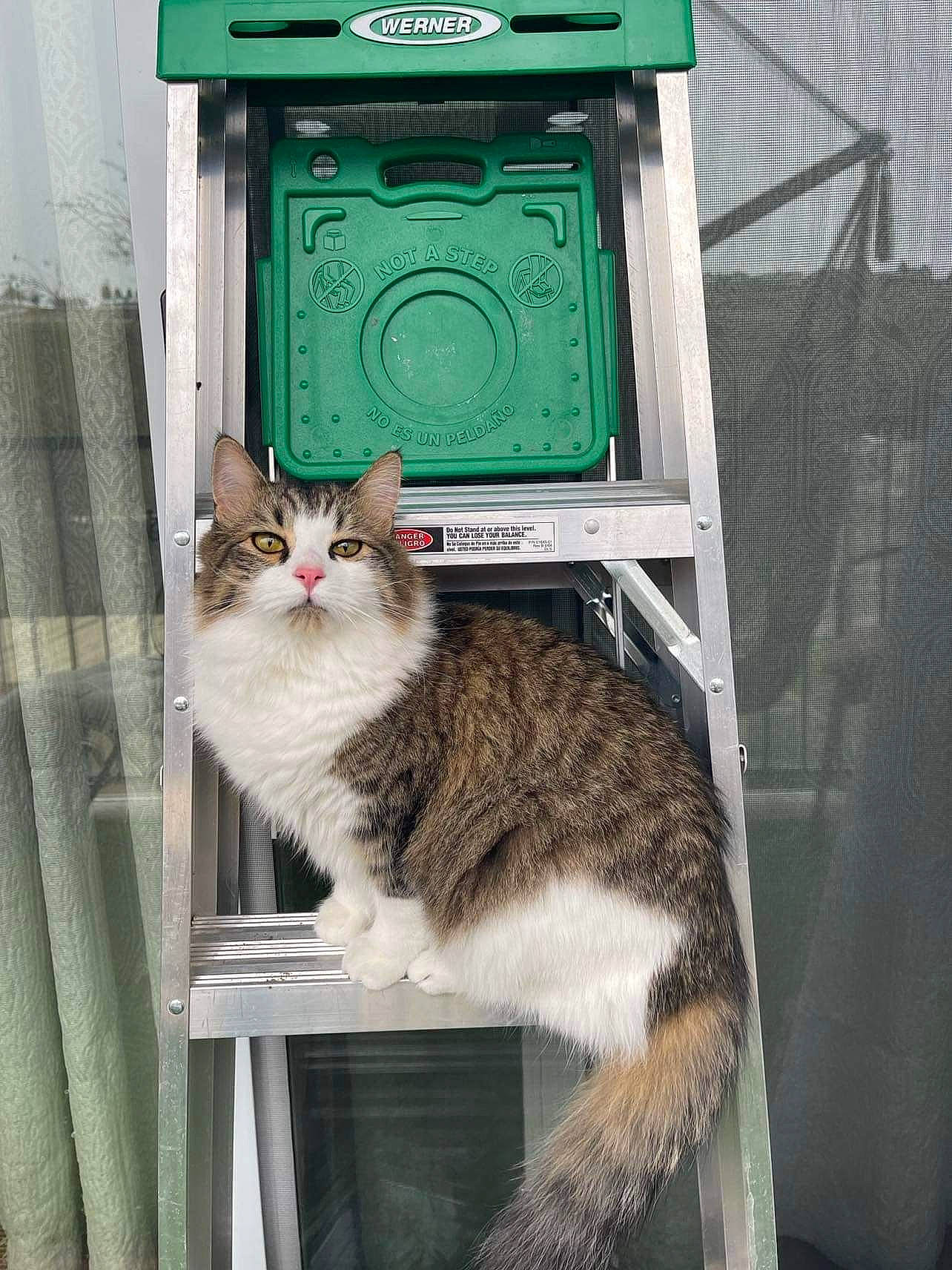 Aries is registered to the contest to win money with this photo: animal_shelter, box, carnivore, cat, cat_supply, curtain, domestic_short_haired_cat, door, felidae, fur, gas, machine, metal, pet_supply, small_to_medium_sized_cats, snout, tail, whiskers, window, wood