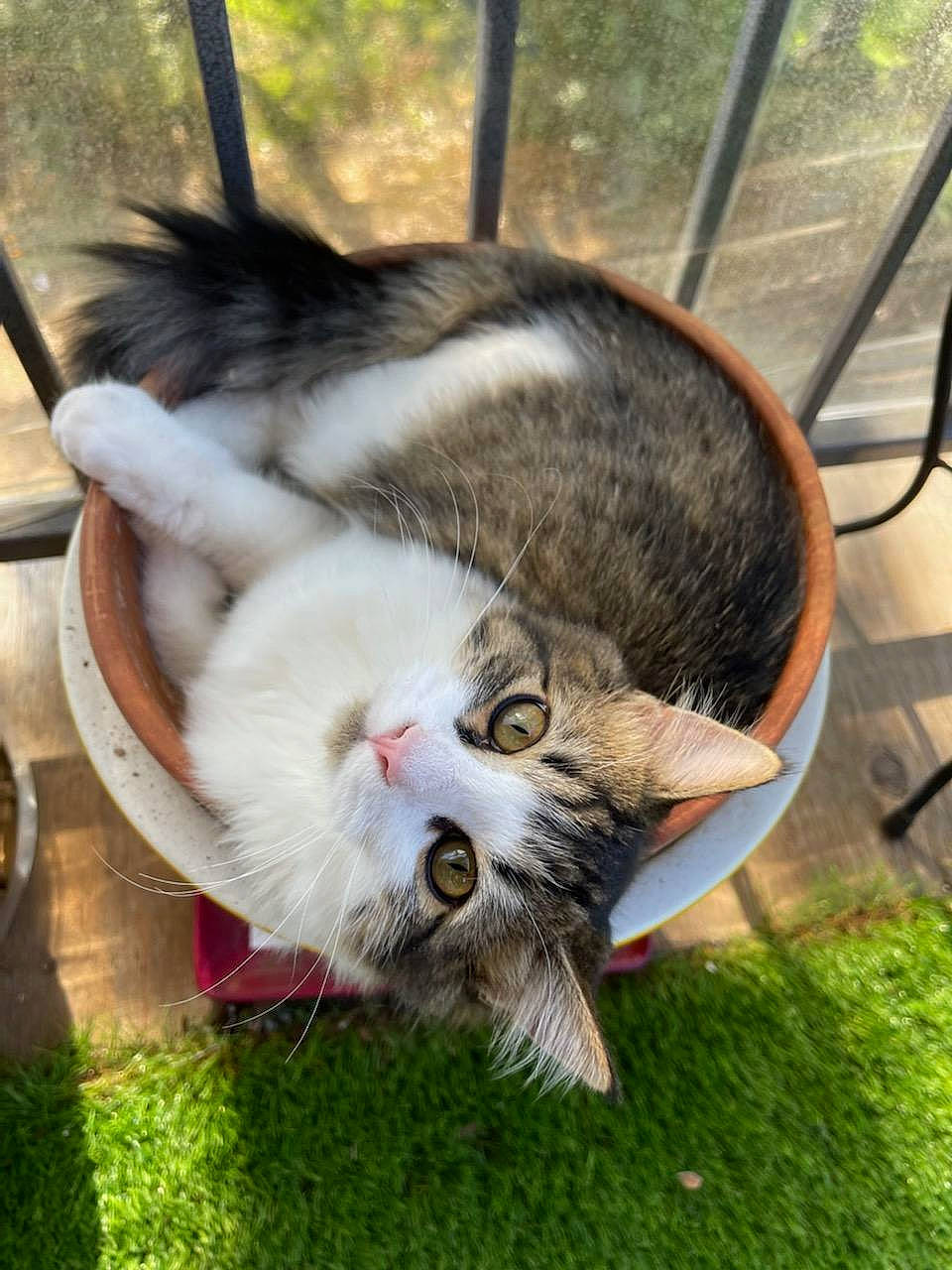 Aries is registered to the contest to win money with this photo: carnivore, cat, claw, collar, domestic_short_haired_cat, eye, felidae, fur, grass, mammal, paw, plant, small_to_medium_sized_cats, snout, tail, terrestrial_animal, tree, whiskers, wildlife