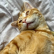 Moka a rejoint le concours — aidez-le/la à gagner de superbes lots ! cat, orange_tabby, fur, whiskers, close_up, pet, animal, sleeping_area, bed, white_sheet, curious, lying_down, soft_texture, domestic_cat, feline, indoor, cute, relaxed, mammal, portrait