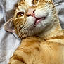 Moka participe au concours pour gagner de l'argent avec cette photo : cat, ginger_cat, tabby, pet, feline, whiskers, close_up, fur, animal, domestic_animal, cute, lying_down, bed, blanket, soft, portrait, eyes, mouth, nose, indoor