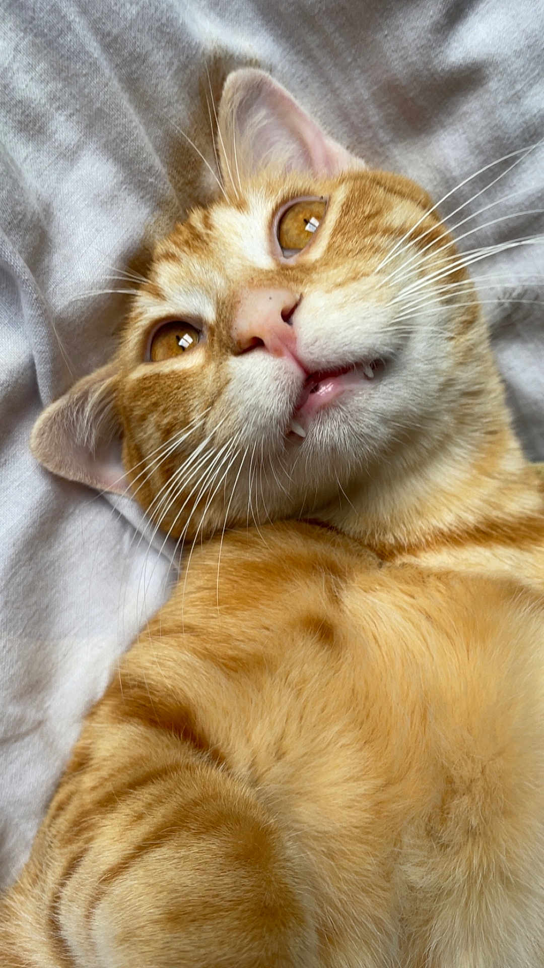 Moka participe au concours pour gagner de l'argent avec cette photo : cat, ginger_cat, tabby, pet, feline, whiskers, close_up, fur, animal, domestic_animal, cute, lying_down, bed, blanket, soft, portrait, eyes, mouth, nose, indoor