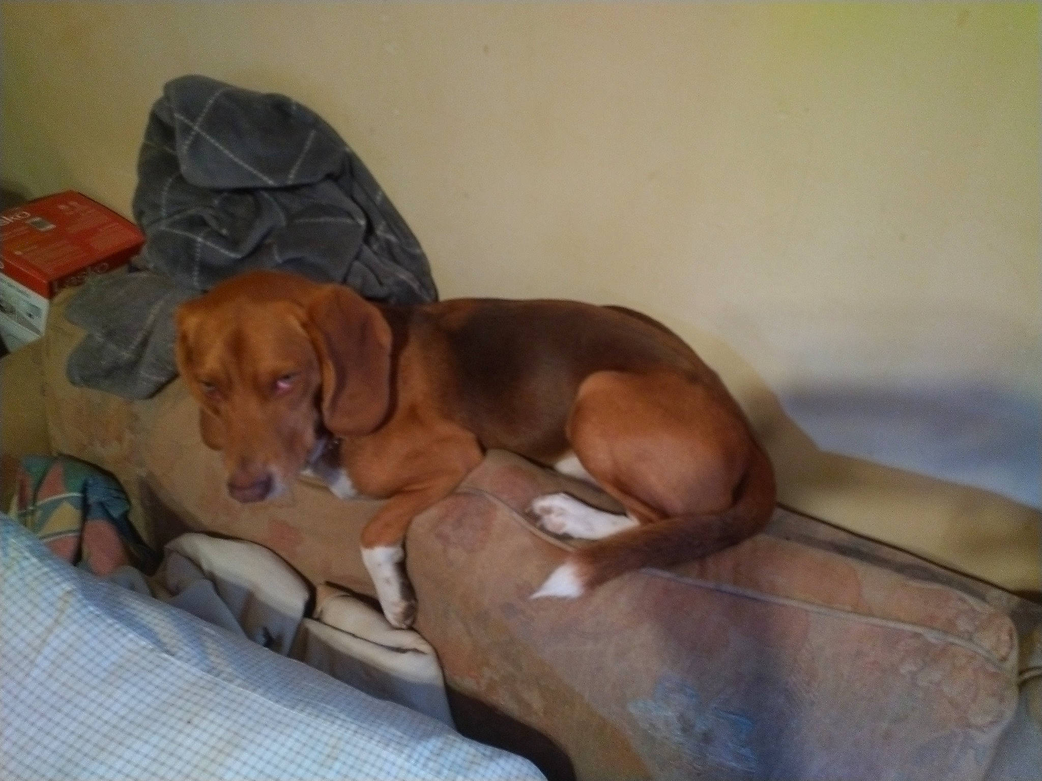 Burt is registered to the contest to win money with this photo: carnivore, comfort, companion_dog, dog, dog_bed, dog_breed, dog_supply, ear, fawn, hardwood, hound, liver, paw, pet_supply, scent_hound, sporting_group, tail, whiskers, wood, working_animal