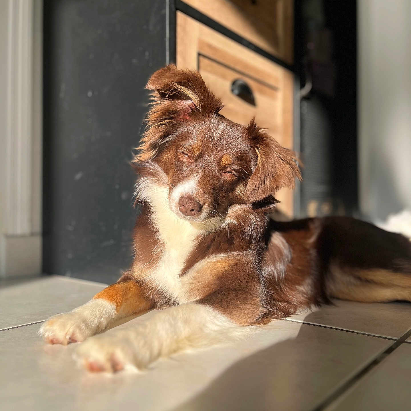 Vaya participe au concours pour gagner de l'argent avec cette photo : animal, cabinet, canine, cockerspaniel, collie, desk, dog, drawer, furniture, hardwood, hound, husky, indoors, interiordesign, papillon, pet, plywood, puppy, table, wood