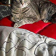 Max is registered to the contest to win money with this photo: cat, gray_tabby, feline, pet, animal, red_chair, fabric, blanket, pattern, indoor, resting, fur, whiskers, eyes, paw, cozy, home, comfortable, relaxed, seat