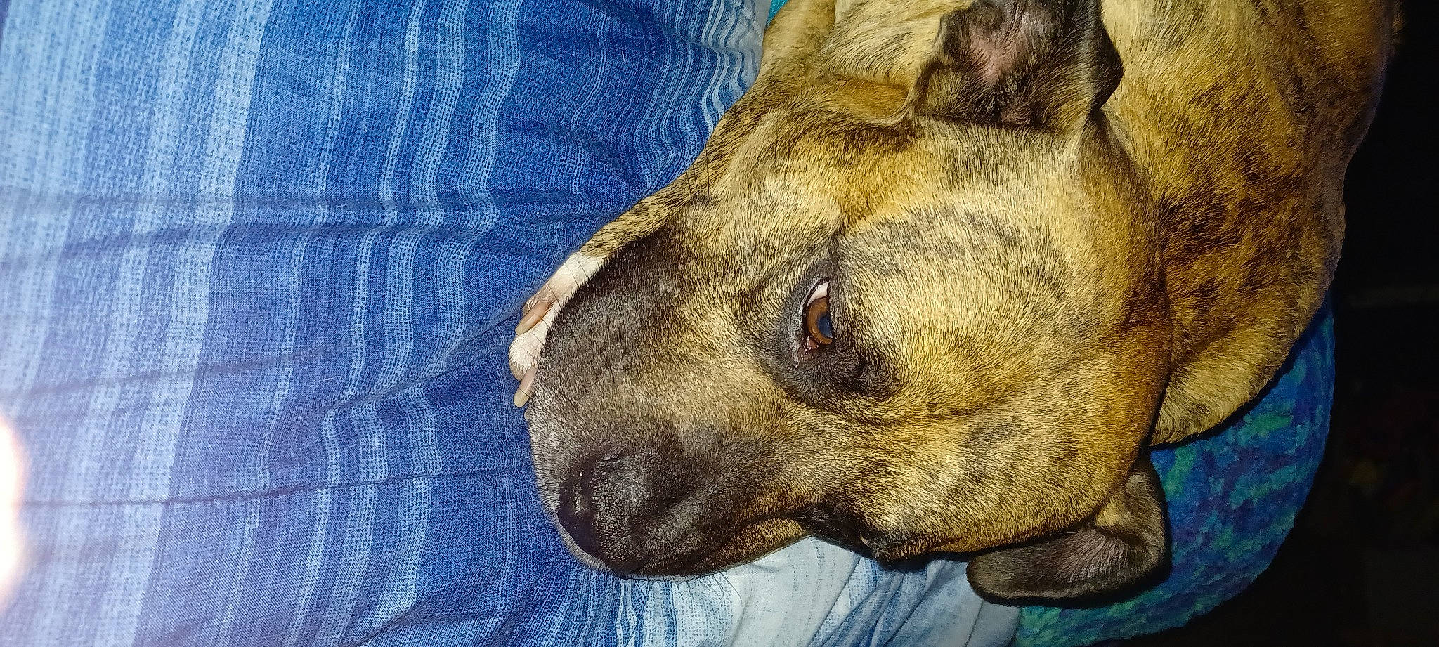 Samson joined the competition — help win amazing prizes! canidae, carnivore, claw, companion_dog, dog, dog_breed, electric_blue, fawn, felidae, fur, guard_dog, nap, pattern, paw, plaid, snout, sporting_group, tartan, terrestrial_animal, whiskers